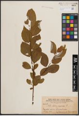 Foto von Salix caprea L.